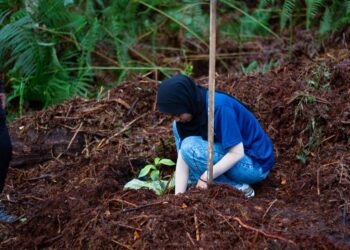 Planting for tomorrow
